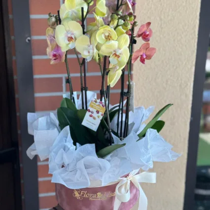 Aranjament in cutie catifea cu 3 ghivece Phalaenopsis