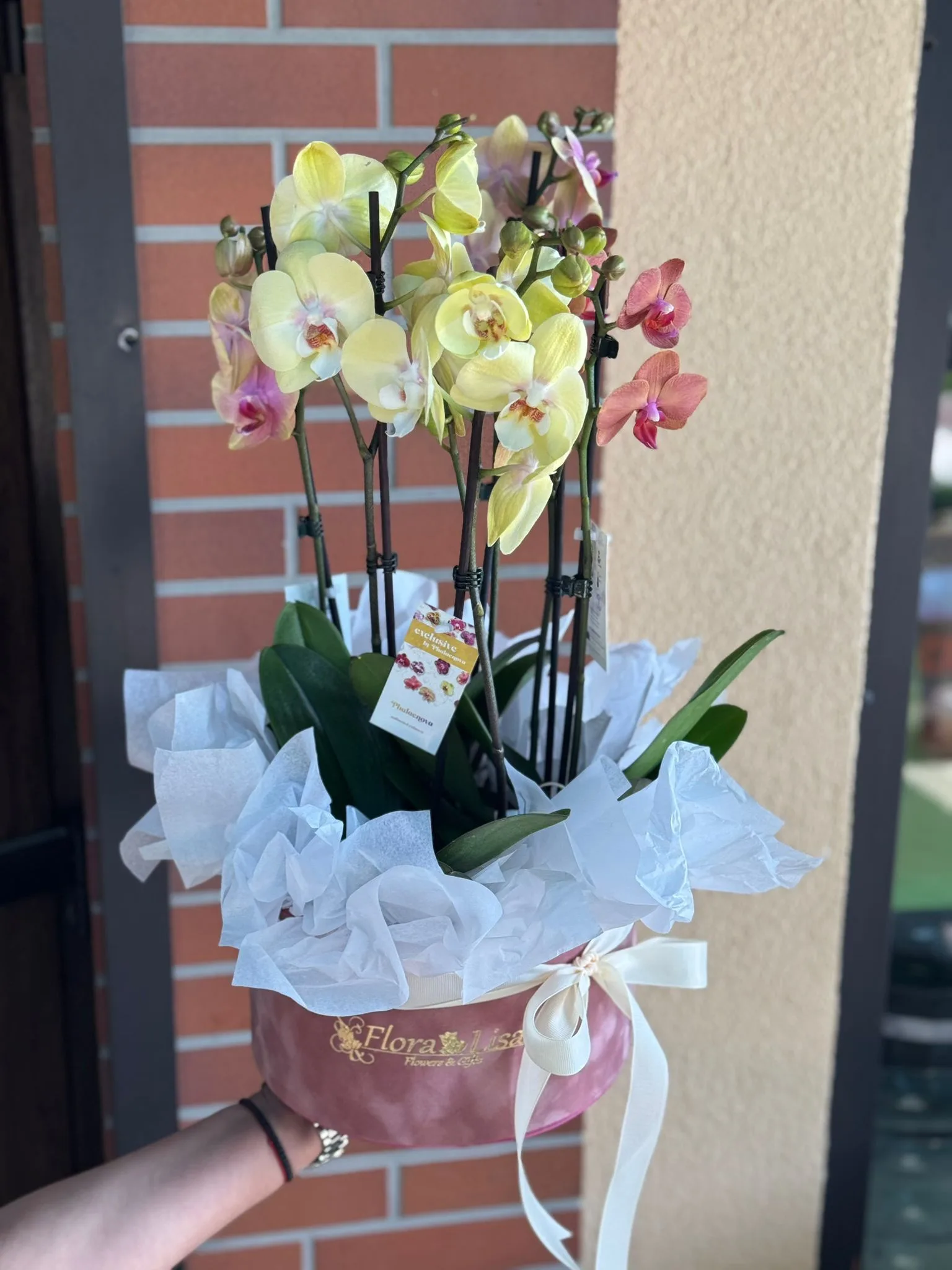 Aranjament in cutie catifea cu 3 ghivece Phalaenopsis