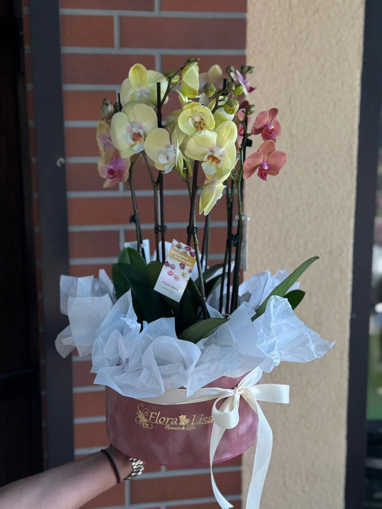 Aranjament in cutie catifea cu 3 ghivece Phalaenopsis - imagine 2