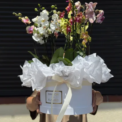 Cutie cu 5 ghivece Phalaenopsis