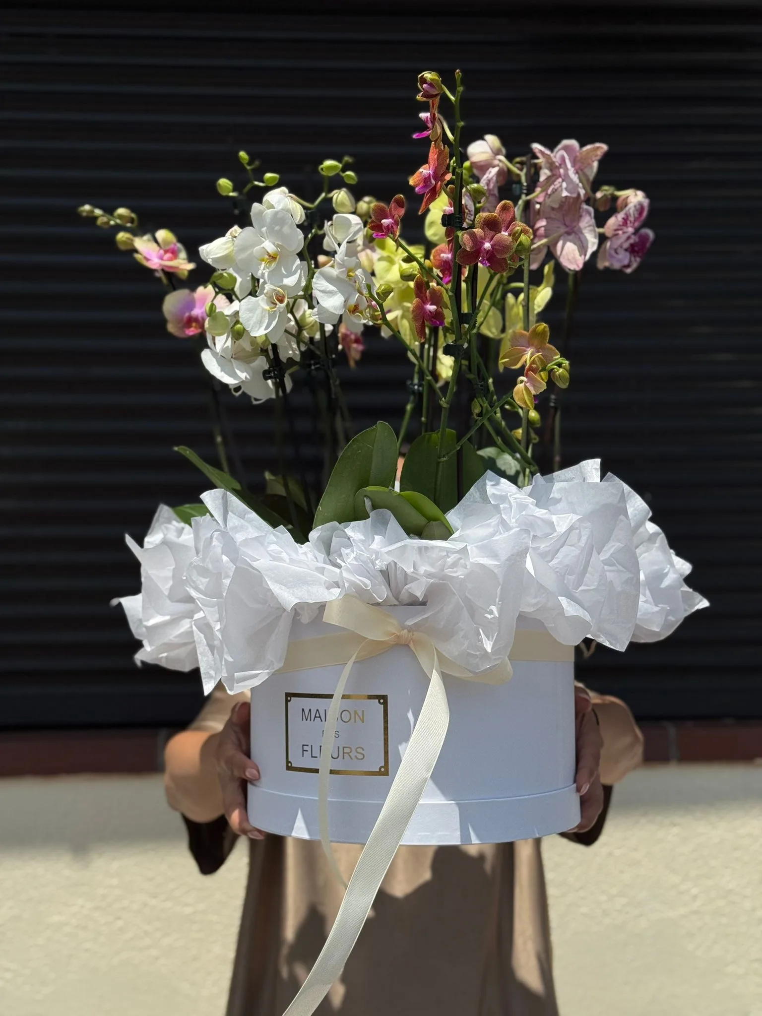 Cutie cu 5 ghivece Phalaenopsis