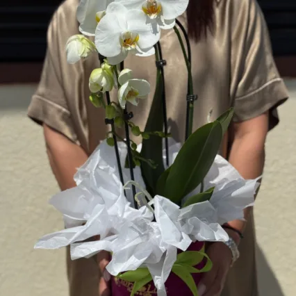 Cutie cu 4 ghivece Phalaenopsis