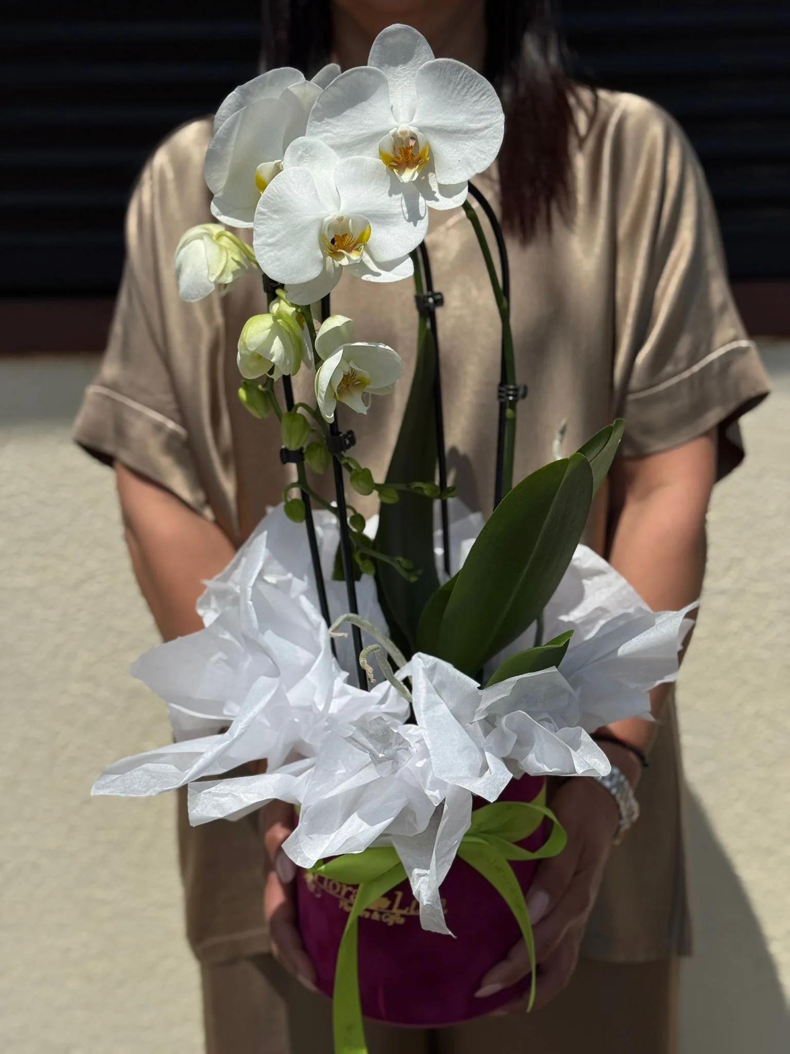 Cutie cu 4 ghivece Phalaenopsis