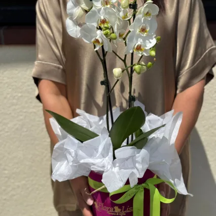 Cutie cu 2 ghivece de Phalaenopsis