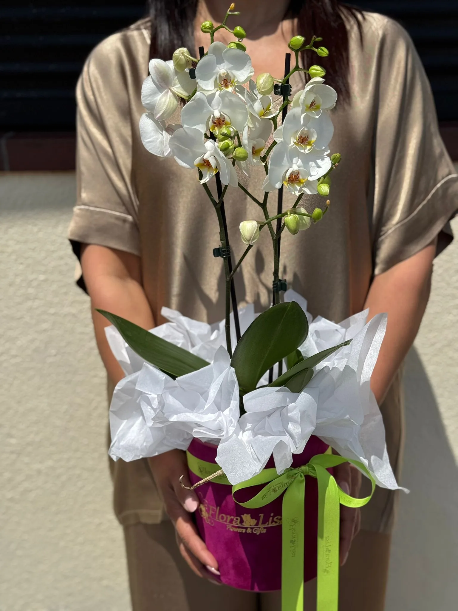 Cutie cu 2 ghivece de Phalaenopsis