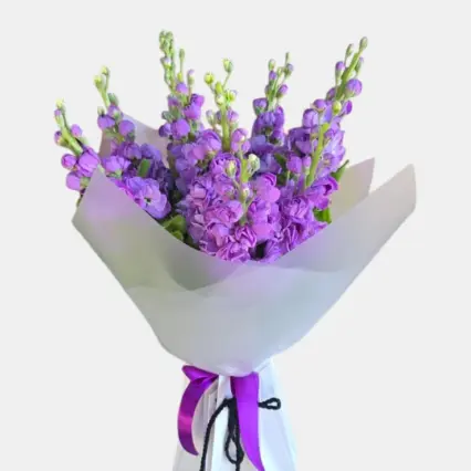 Buchet Mathiola 9