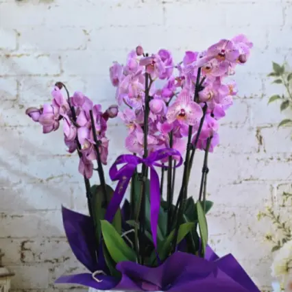 Orhidee Phalaenopsis mov, 4 plante în vas ceramic