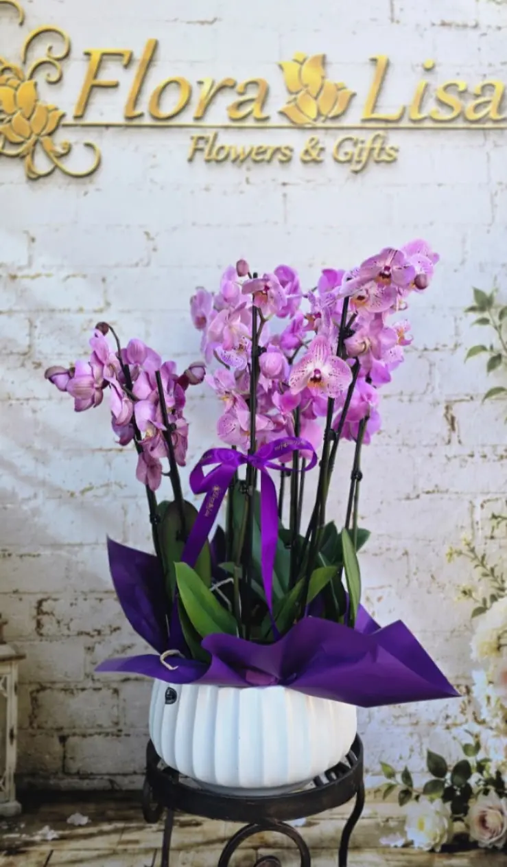Orhidee Phalaenopsis mov, 4 plante în vas ceramic