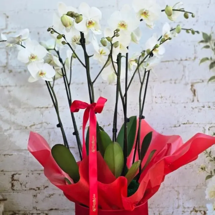 Aranjament Orhidee Phalaenopsis Albă în Cutie