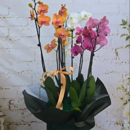 Aranjament orhidee Phalaenopsis colorate, 3 plante