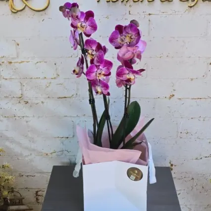 Orhidee Phalaenopsis elegantă cu 3 tije, mov