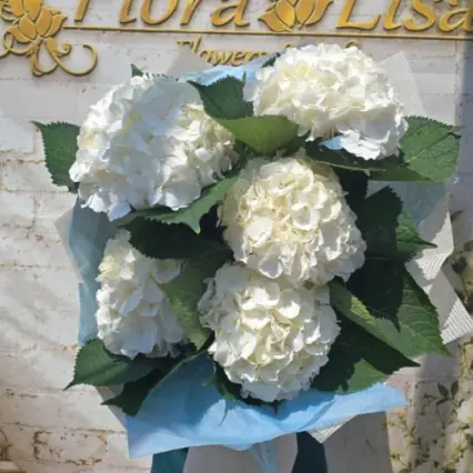 Buchet 5 hortensii albe