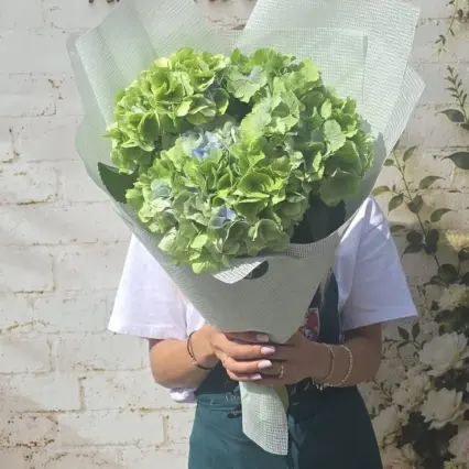 Buchet 3 hortensii verzi proaspete