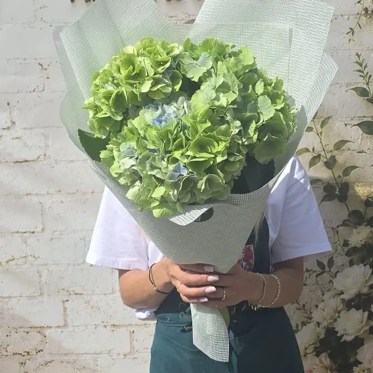 Buchet 3 hortensii verzi proaspete