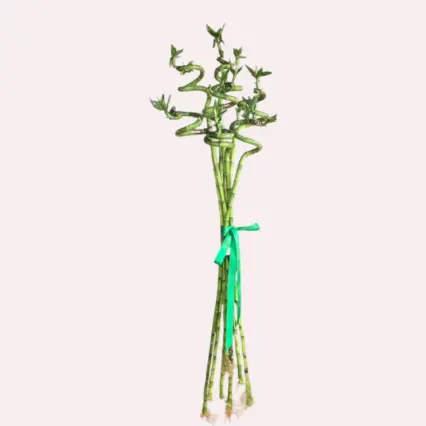 Buchet 7 fire bambus norocos spiralat
