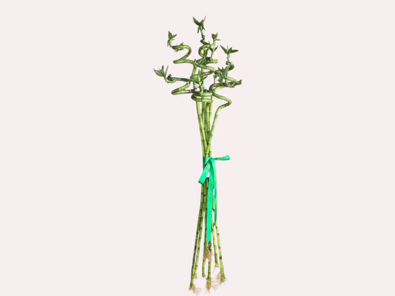 Buchet 7 fire bambus norocos spiralat