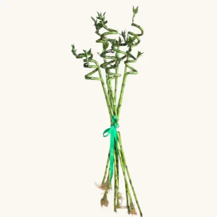 Buchet cu 9 Tije de Bambus Norocos