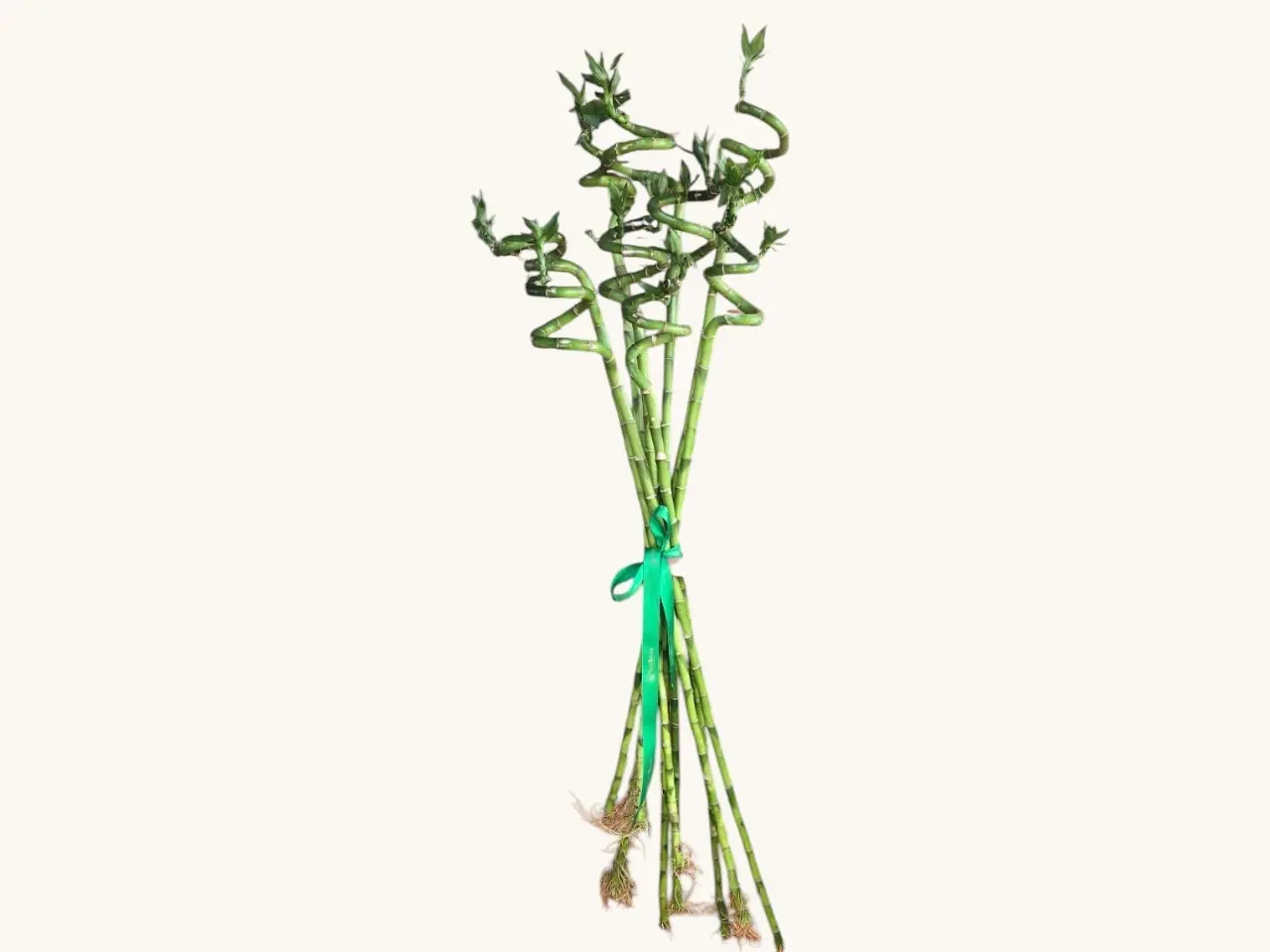 Buchet cu 9 Tije de Bambus Norocos
