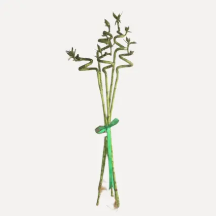 Buchet cu 5 fire de bambus spiralat, simbol al norocului
